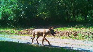 Einsamer Wolf am Waldrand: Trotz eingeschränkter Qualität gilt die Aufnahme einer Fotofalle als gesicherter Nachweis. Foto: Umweltministerium