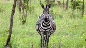 Durch den Akagera-Nationalpark streifen auch wieder Zebras Foto: Win Schumacher