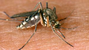Das Virus wird hauptsächlich von Mücken übertragen. Foto: dpa