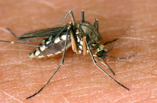 Das Virus wird hauptsächlich von Mücken übertragen. Foto: dpa