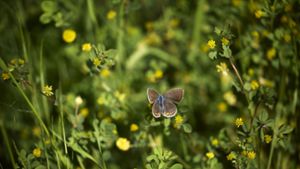 Biotope sollen die Artenvielfalt erhalten. Ihr Verbund sichert laut Umweltministerium den Erhalt von Insekten und Vögeln. Foto: Gottfried / Stoppel