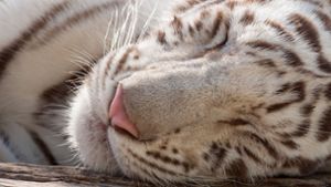 Die Tierschutzgruppe WWF beschreibt weiße Tiger als „genetische Anomalie“, die in der freien Wildbahn nicht zu existieren scheint (Symbolbild). Foto: imago images/CSP_ninette_luz