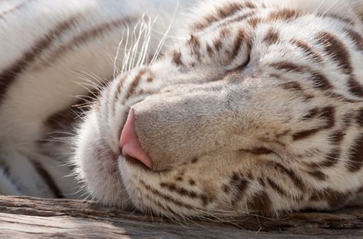 Die Tierschutzgruppe WWF beschreibt weiße Tiger als „genetische Anomalie“, die in der freien Wildbahn nicht zu existieren scheint (Symbolbild). Foto: imago images/CSP_ninette_luz