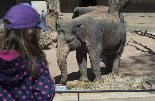In einer „Elefantenwelt“ im Stuttgarter Zoo sollen bis zu 14 Tiere gehalten werden. Der Schaubauernhof muss allerdings weichen. Foto: dpa