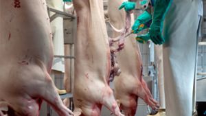 Fleischproduktion findet zum Teil unter inakzeptablen Bedingungen statt. Foto: dpa/Ingo Wagner