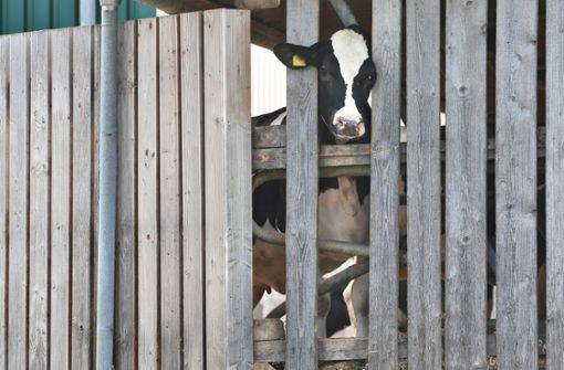 Eine Kuh  streckt ihren Kopf durch die Holzlatten eines Stalls. In einem Milchviehbetrieb in Bayern sollen  die Tiere gequält worden sein. (Symbolbild) Foto: dpa/Karl-Josef Hildenbrand