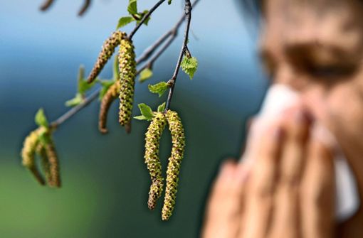 Nicht nur im Frühjahr, wenn die Haselpollen fliegen, greifen viele Allergiker zum Taschentuch. Foto: dpa//Karl-Josef Hildenbrand