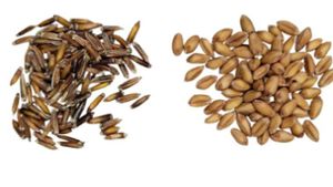 Die Körner des mehrjährigen Weizengrases (links) sind deutlich kleiner als Weizenkörner. Dafür verspricht die Pflanze ökologische Vorteile. Foto: K. Martin / Uni Hohenheim