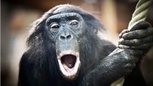Gorillas und Bonobos    (Bild) erwarten die Besucher in neuer Umgebung. Was Besucher erwartet, sehen Sie in der Bildergalerie. Foto: Leif Piechowski