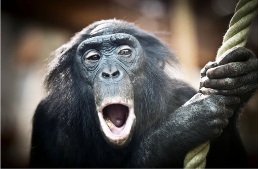 Gorillas und Bonobos    (Bild) erwarten die Besucher in neuer Umgebung. Was Besucher erwartet, sehen Sie in der Bildergalerie. Foto: Leif Piechowski