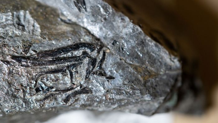 240 Millionen alter Zwergsaurier in Deutschland entdeckt