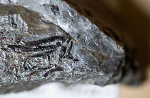 Das Fossil des Zwergsauriers liegt im Stuttgarter Naturkundemuseum. Foto: dpa/Sebastian Gollnow