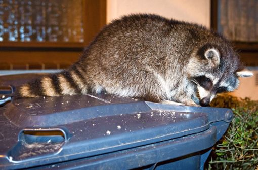 In der Stadt und in Ortschaften durchsuchen  Waschbären gerne auch mal Mülltonnen nach Nahrung. Foto: Eibner-Pressefoto/Socher