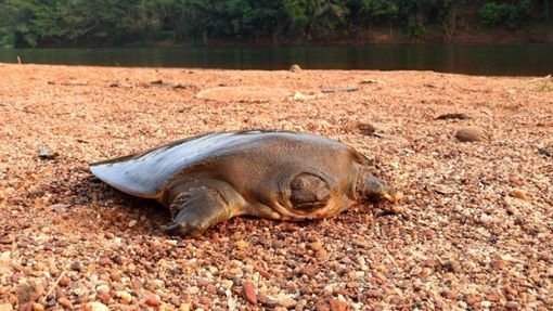 Cantors Riesen-Weichschildkröten sind in Flüssen Süd- und Südostasiens heimisch. Foto: Ayushi Jain/Oryx/dpa