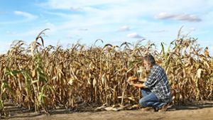 Verdorrte Maisfelder könnten auch in Deutschland häufiger werden. Foto: Adobe Stock/Simin Zoran