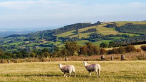 Das Dschungelcamp zieht um: Statt australischem Dschungel gibt es bald Schafe in Norden von Wales. Foto: dpa/Alexandra Frank