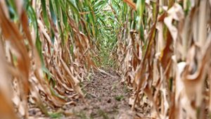 Der Mais vertrocknet: Der Klimawandel beeinträchtigt  die Landwirtschaft. Foto: dpa/Harald Tittel