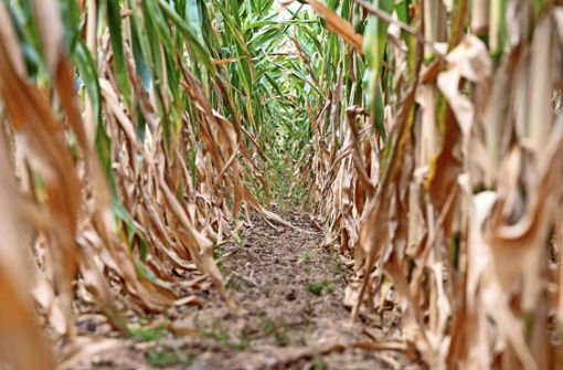 Der Mais vertrocknet: Der Klimawandel beeinträchtigt  die Landwirtschaft. Foto: dpa/Harald Tittel