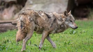 In Baden-Württemberg werden immer mehr Wölfe gesichtet. (Symbolbild) Foto: dpa