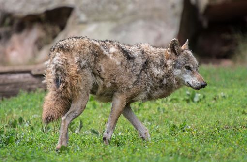 In Baden-Württemberg werden immer mehr Wölfe gesichtet. (Symbolbild) Foto: dpa