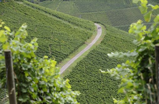 Die Weißweinflächen nahmen im württembergischen Anbaugebiet um sechs Prozent zu. (Symbolfoto) Foto: dpa