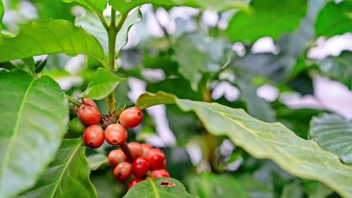 Auf der Intergastra zeigt die Wilhelma  Kaffeepflanzen aus aller Welt. Foto: Lisa-Marie Grimmer