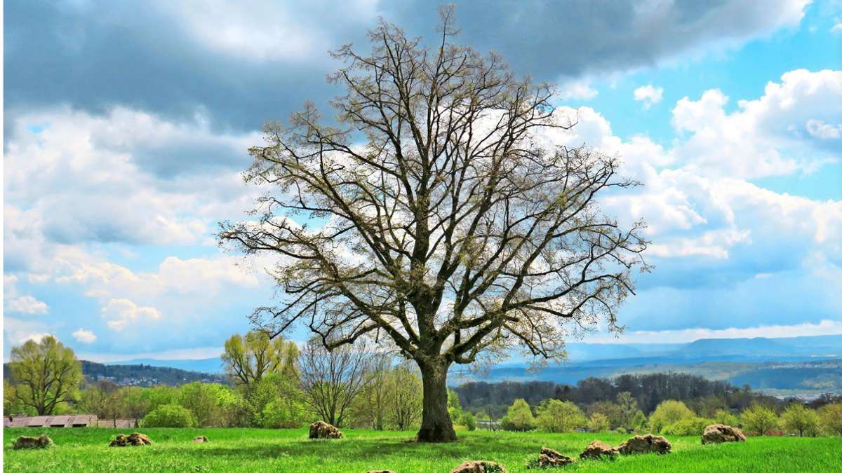 Besonderer Baumschutz in Esslingen: Stadt will markante Bäume als Naturdenkmale ausweisen