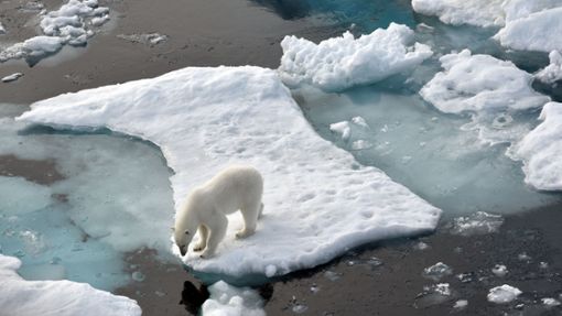 Weil es immer wärmer wird auf der Welt, schmilzt das Eis im Meer – und für Eisbären die Lebensgrundlage. Foto: dpa/Ulf Mauder