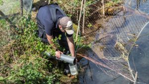 Am Montag haben Experten in dem betroffenen Teich Wasserproben genommen. Foto: SDMG