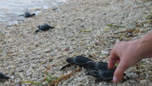Kleine Schildkröten am Strand: Der Start ins Leben ist für diese Tiere ziemlich risikoreich. (Symbolbild) Foto: dpa
