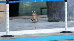 Katzen haben am Sonntag in Belek beim G20-Gipfel für kurze Zeit im medialen Mittelpunkt gestanden. Foto: dpa