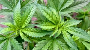 Rund 100 Cannabispflanzen hatte der Angeklagte in seinem Haus. Foto: dpa-Zentralbild