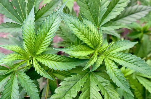 Rund 100 Cannabispflanzen hatte der Angeklagte in seinem Haus. Foto: dpa-Zentralbild