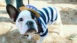 Armes Mäuschen oder cooler Hund? In New York haben Dutzende von Hundebesitzern ihre Vierbeiner in Schale geworfen und bei einer Kostümparade gezeigt. So richtig witzig findet es die Bulldogge wohl nicht. Foto: AP