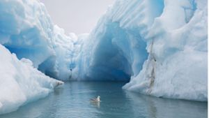 Ein Eissturmvogel schwimmt vor einem Eisberg im Nordpolarmeer. Foto: Imago/Imagebroker