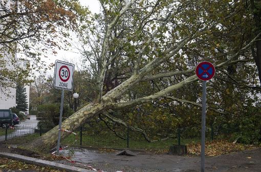 Zahlreiche Bäume sind in Berlin und Brandenburg umgestürzt. Foto: dpa