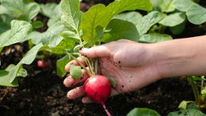 Radieschen gehören zu den Gemüsesorten, die im Herbst gedeihen. Foto: CardIrin/Shutterstock.com
