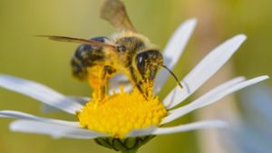 Auch Wildbienen sind vom Artensterben bedroht. Foto: dpa