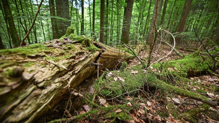 Wie Alt- und Totholz Leben in den  Wald bringen