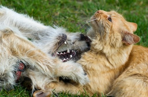 Hund, Katze, Maus - beim Tierfangen könnt ihr euch Tiere überlegen Foto: dpa-Zentralbild