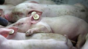 1600 Schweine sind bei dem Züchter aus Merklingen verendet. Foto: dpa/Bernd Wüstneck