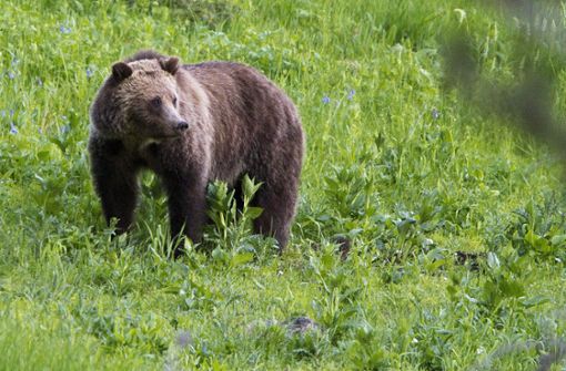 Ein Grizzly hat im kanadischen Nordwestterritorium eine Frau und ihr Baby getötet. Foto: AP