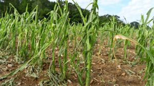 Der Mais wird nach den Unwettern wohl nicht mehr gerade wachsen. Foto: Jürgen Bach