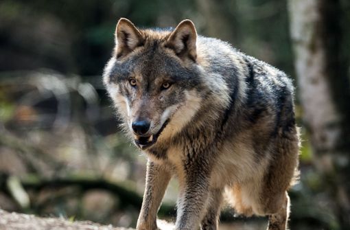 In Bad Wildbad wurden mehr als 40 Schafe getötet – offenbar von einem Wolf. Foto: dpa