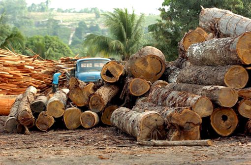 Gegen die Abholzung des Regenwaldes kann jeder etwas tun. Foto: Marcelo Sayao/EFE/dpa