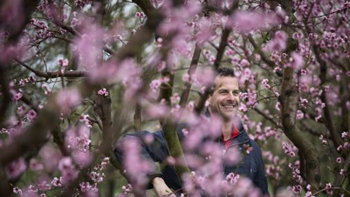 Obstbaumeister Jochen Heß an einem blühenden Aprikosenbaum im Fellbacher Lindle. Die   Blüte hat in diesem Frühling rund drei Wochen früher begonnen. Foto: Gottfried Stoppel