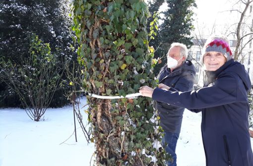 Karin Hauptmann  und Matthias Mayer messen den Baumumfang Foto: Funke