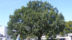 Für viele ist die mehr als 100 Jahre alte Eiche auf dem Allianz-Gelände in Stuttgart-Vaihingen einer der Knackpunkte. Der Baum soll erhalten werden. Foto: z/Stefan Koch