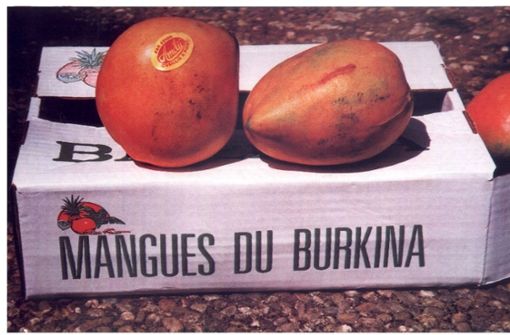 Die Mangos wurden in Burkina Faso frisch gepflückt. Foto: Evangelischer Kirchenbezirk