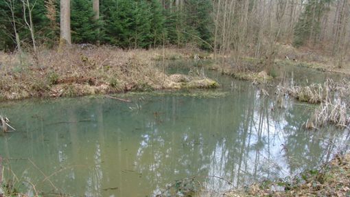 Die künstlich angelegten Seen im Gemeindewald Weidacher Höhe sind verschieden groß. Foto: Friedl